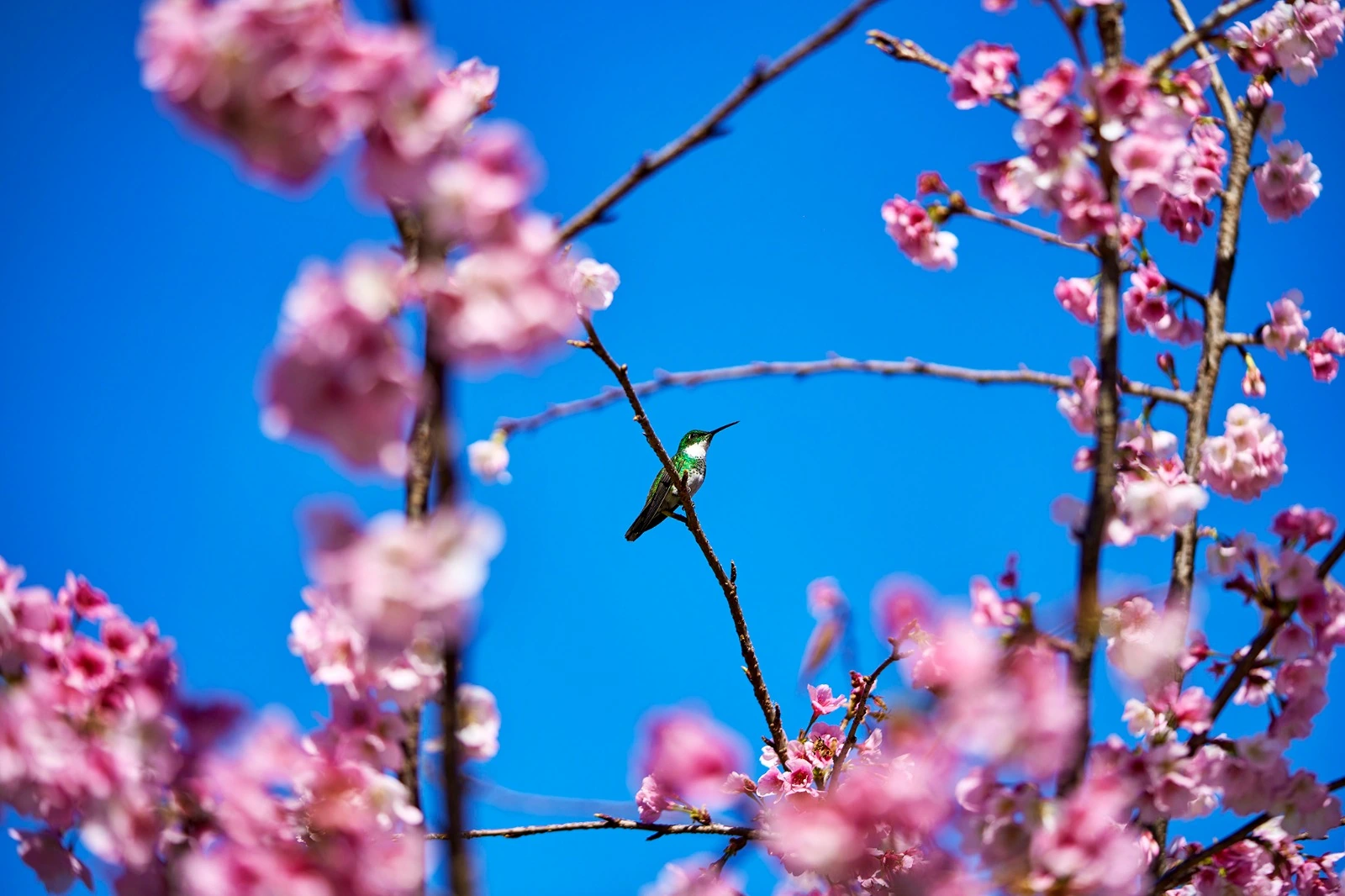 Un colibrí entre flores rosadas y cielo azul