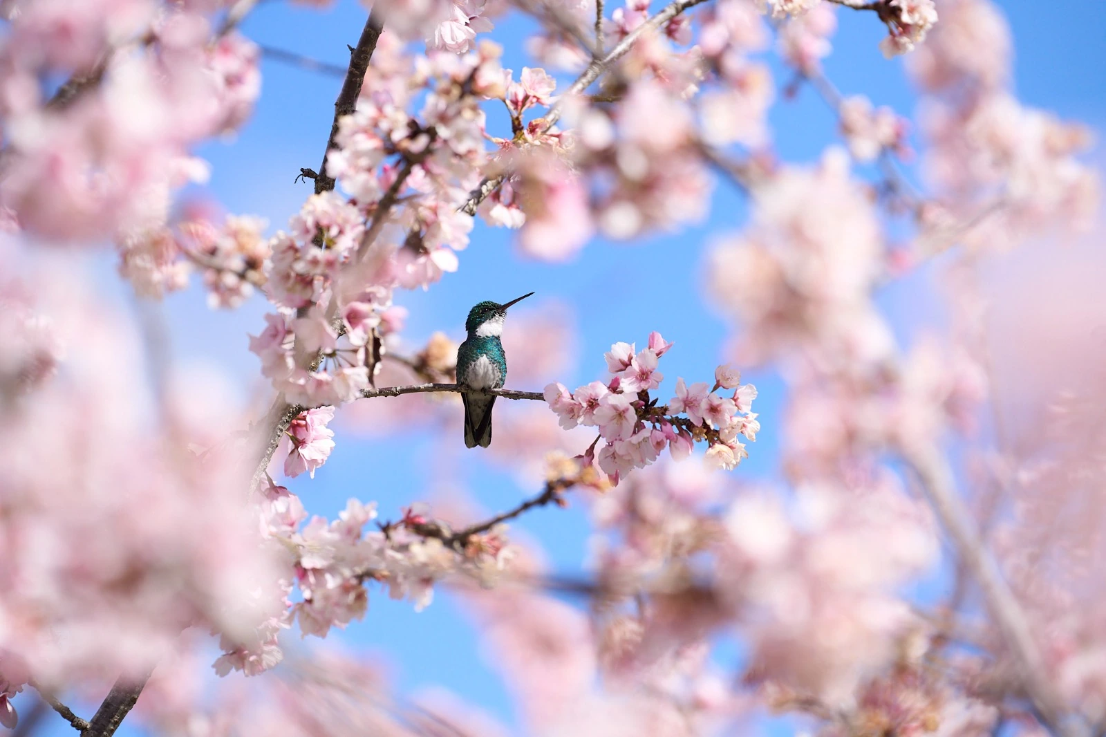 Un colibrí entre flores de cerezo
