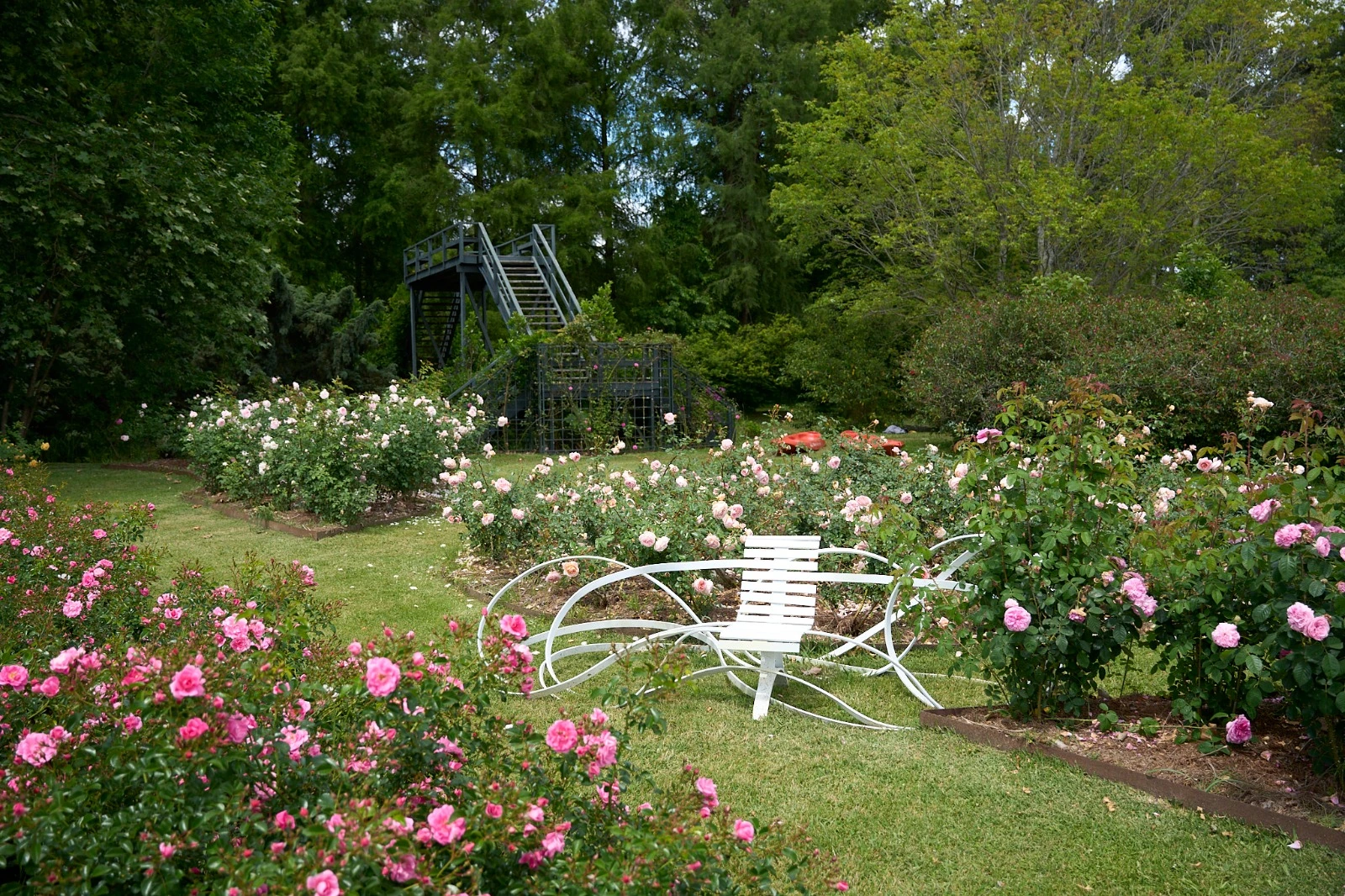 Rosas y una obra blanca en el Rosedal de Santa Josefina
