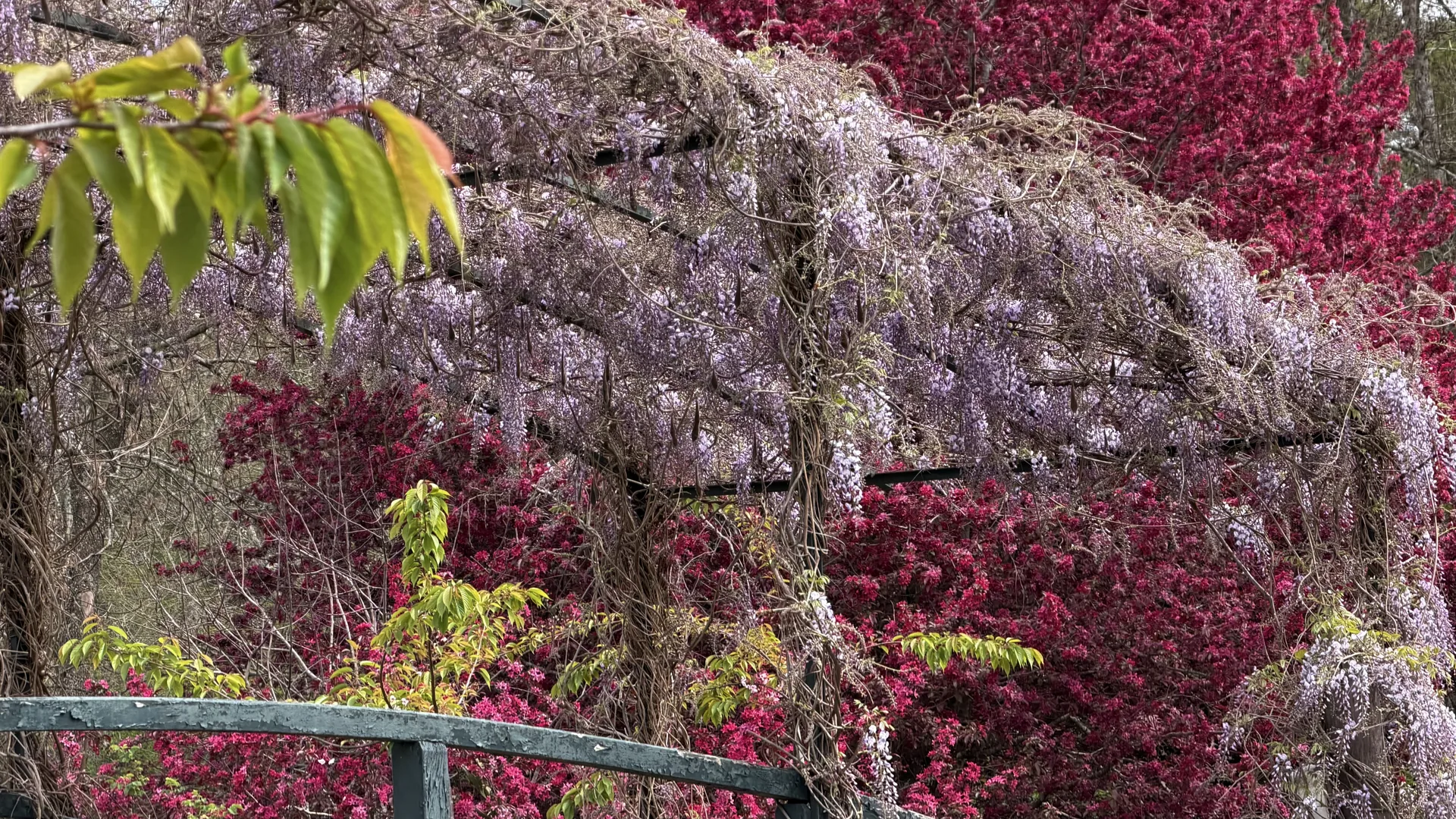 Detalle de glicinas en flor